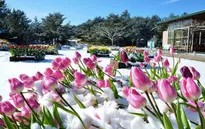 Hoa tulip đá khoe sắc tại Nhật Bản