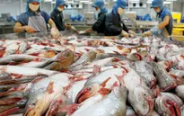 Việt Nam yêu cầu Mỹ xem xét lại cách xác định thuế với cá tra, basa