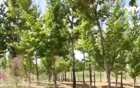 Người dân tại khu Nội Mông, Trung Quốc nỗ lực phủ xanh sa mạc