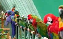 Khu vườn nhiều chim nhất thế giới