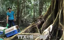 Kon Tum: Thả 27 cá thể động vật hoang dã về môi trường tự nhiên