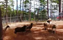Khám phá vườn thú Australia ở Tây Nguyên