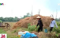 Cặp lá yêu thương: Vườn cà chua của mẹ
