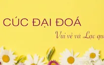 Lạc quan như bông cúc đại đoá