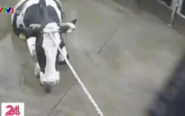 Bê bối thịt bẩn gây rúng động Ba Lan