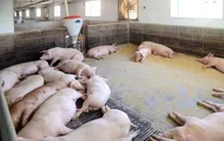 Các nước đối phó với thiếu hụt nguồn cung thịt lợn do dịch tả lợn châu Phi