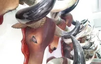 Gia tăng tình trạng buôn bán động vật hoang dã