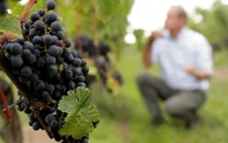 Sản lượng nho làm rượu vang sụt giảm mạnh trong năm 2019