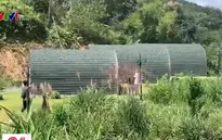 Ngang nhiên công khai rao bán đất rừng ở Lâm Đồng