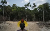 Báo động nạn phá rừng Amazon ở Brazil