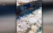 Australia và Hà Lan phá đường dây buôn lậu ma túy quy mô lớn