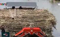 Tháo gỡ khó khăn cho người trồng mía Hậu Giang