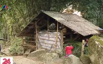 Nông dân Sapa chủ động phòng chống rét cho gia súc