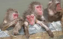 Ấn Độ sử dụng trí tuệ nhân tạo để triệt sản loài khỉ
