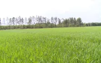 Người trồng lúa sẽ được dùng phân bón chất lượng với giá thấp