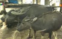 Sẵn sàng hỗ trợ Sa Pa di chuyển đàn gia súc tránh rét