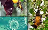 Cảnh báo nguy cơ virus Nipah trở thành dịch bệnh nghiêm trọng