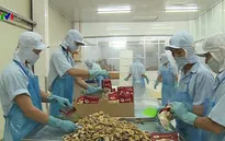 Điểm sáng cá tra Việt Nam