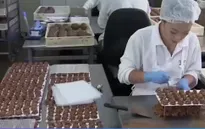 Australia: Các hãng chocolate tất bật chuẩn bị cho Valentine