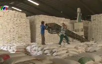 Tạm dừng ký hợp đồng xuất khẩu gạo mới