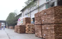 Giải bài toán nguyên liệu cho ngành gỗ Việt Nam