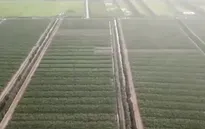 Nông nghiệp xanh Việt Nam: Đường xa, mơ lớn