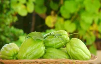 Su su giúp ích trong việc điều trị ung thư da