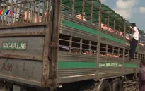 Hỗ trợ các hộ chăn nuôi lợn bị thiệt hại do dịch tả lợn châu Phi