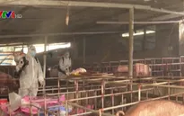 Lai Châu xuất hiện ổ dịch tả lợn châu Phi