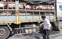 FAO không khuyến nghị ban bố tình trạng khẩn cấp về dịch tả lợn châu Phi