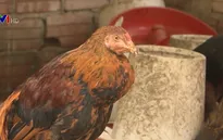 Bùng phát 2 ổ dịch cúm A/H5N6 trên gia cầm tại Quảng Nam