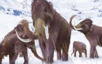 Voi ma mút lông và người Neanderthal có chung đặc điểm di truyền