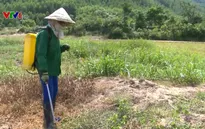 Bất chấp hậu quả, nông dân phun thuốc diệt cỏ tràn lan