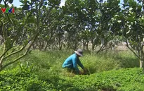Nông dân nói không với thuốc diệt cỏ
