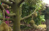 Giá sầu riêng giảm mạnh