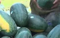 Yêu cầu mới từ thị trường Trung Quốc - Không còn cảnh "trốn trong bao, núp dưới rơm"
