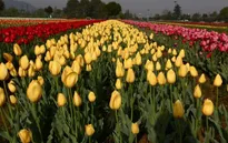 Thỏa sức chiêm ngưỡng vườn hoa tulip lớn nhất châu Á