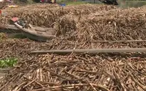 Nhà máy đường đóng cửa vì ô nhiễm, hàng trăm tấn mía bị tồn đọng