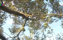 Sầu riêng Ri6 - "Vua" của các loài trái cây nhiệt đới