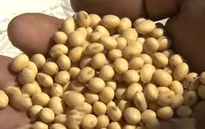Trung Quốc dự trữ đậu tương Mỹ nhằm ứng phó với chiến tranh thương mại