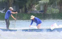 Giá cá tra giống xuống thấp khiến người nuôi thua lỗ