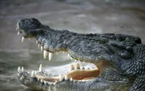 Cá sấu tràn vào đường phố ngập lụt ở Ấn Độ