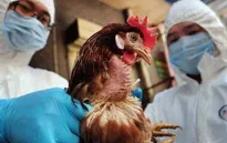 Ca nhiễm cúm gia cầm H5N6 ở người tại Trung Quốc