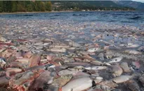 Cá hồi Alaska chết hàng loạt vì biến đổi khí hậu