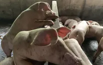 Đồng Nai: Lợn ăn bã rượu không có kháng thể với dịch tả lợn châu Phi