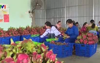 Gỡ khó việc dán tem truy xuất nguồn gốc nông sản vào Trung Quốc