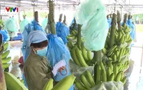 Giải pháp xuất khẩu nông, thủy sản bền vững sang thị trường Trung Quốc