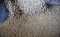 Trung Quốc mua lượng đậu nành Mỹ lớn nhất trong hơn 3 tháng