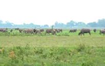 Đồng Tháp vào mùa len trâu
