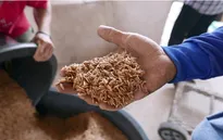 Chính phủ Thái Lan triển khai chương trình đảm bảo giá gạo từ tháng 10